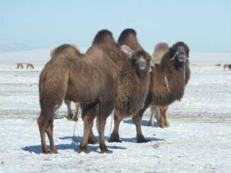 Mongolian camels in winter