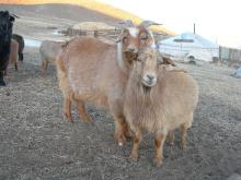 Chèvres cachemire mongoles