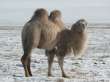Mongolian Camel wool